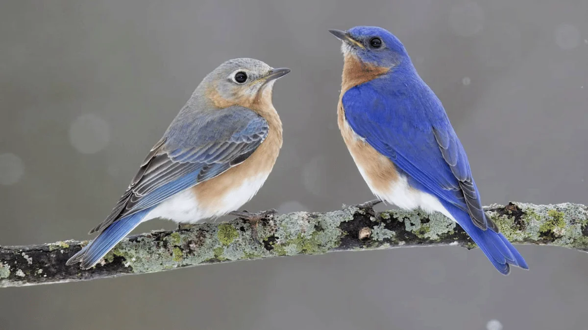 Birds get jet lag too, and it can throw them off course, Oxford study finds